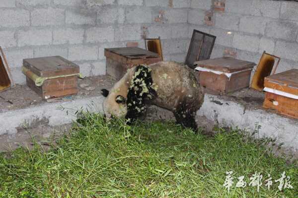 大熊貓偷吃蜂蜜