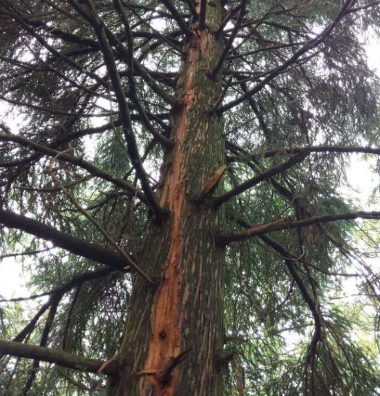 黃牛在樹下避雨被雷擊死