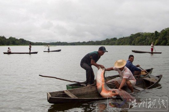 巨骨舌魚