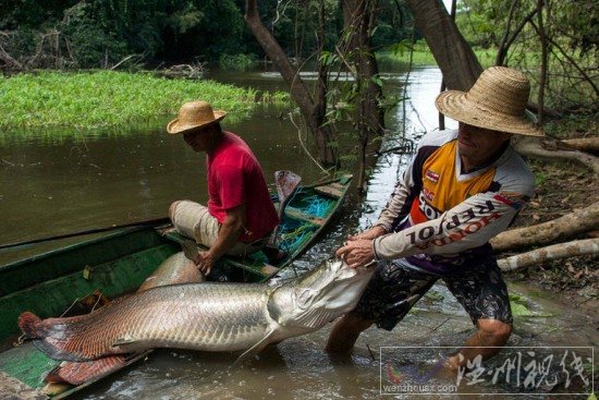 巨骨舌魚