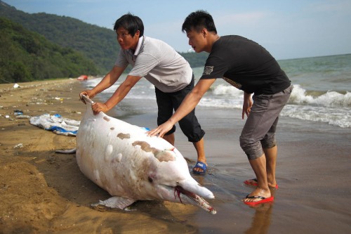 中華白海豚擱淺
