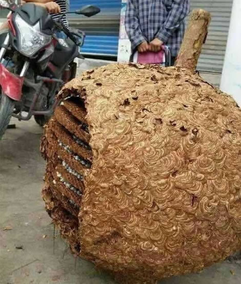 湖南發現超大蜂窩