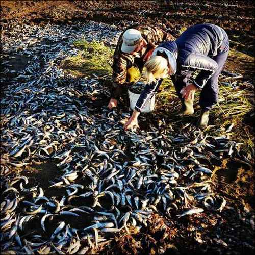 被凍僵之后沖上海灘的沙丁魚