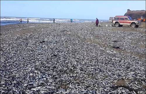 俄羅斯降溫凍僵沙丁魚"