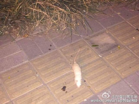 奧森公園現白鼠