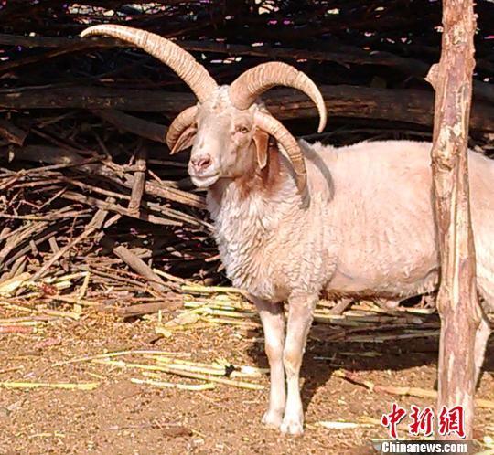 四角綿羊