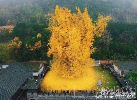 銀杏黃金毯