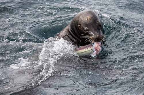 兇猛鯊魚被海獅吃掉