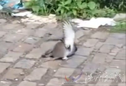 老鼠鴿子當(dāng)街對決