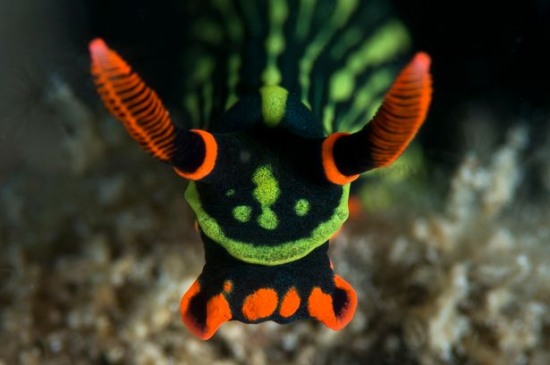 澳海灘現奇特生物