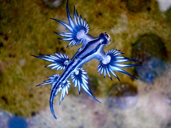 澳海灘現(xiàn)奇特生物