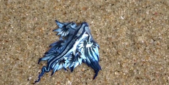 澳海灘現(xiàn)奇特生物