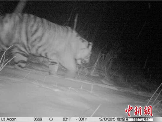首次拍野生東北虎