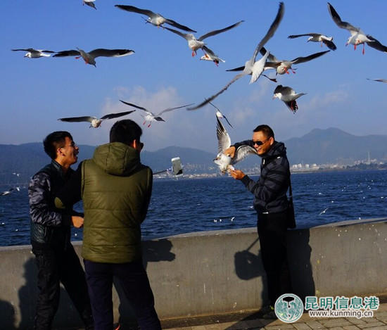 游客抓鷗自拍