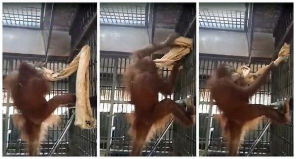 泰國猩猩自制吊床