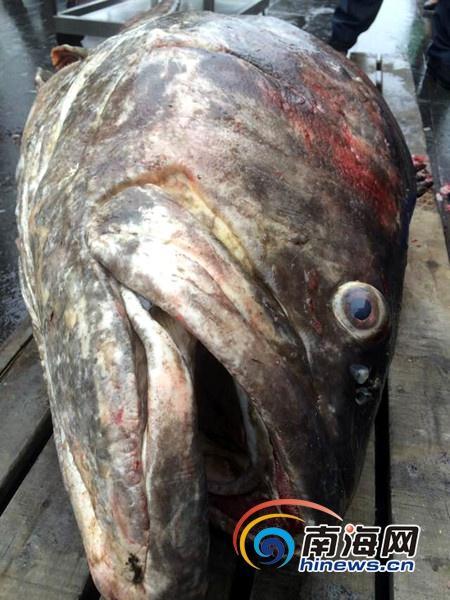 260斤石斑魚捕獲