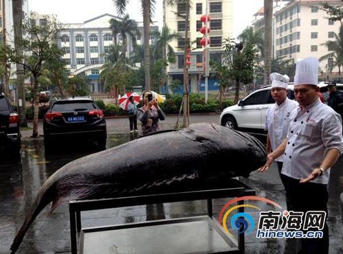 260斤石斑魚捕獲