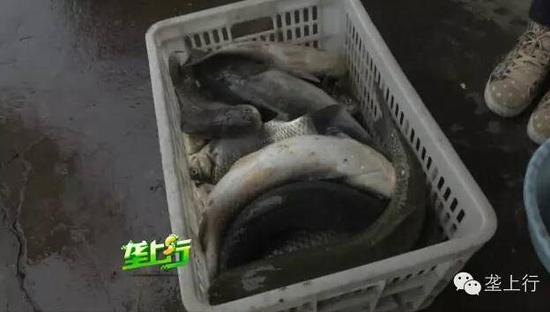 魚內臟被爆炸震碎
