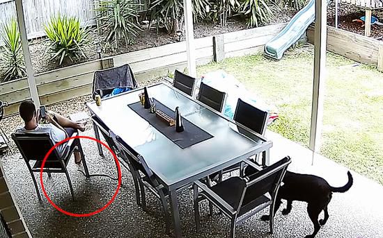 忠犬趕走毒蛇