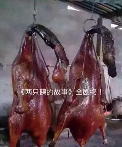 網紅鵝已被宰殺