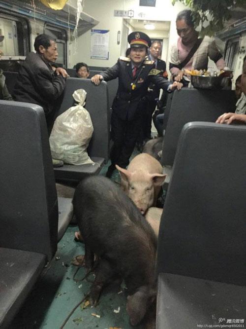 二師兄坐火車真相是彝族鄉親把豬趕到縣城去賣