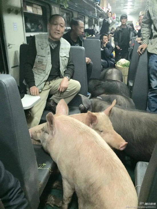 二師兄坐火車真相是彝族鄉親把豬趕到縣城去賣