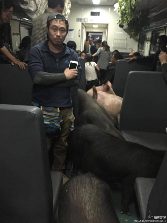 二師兄坐火車真相是彝族鄉親把豬趕到縣城去賣