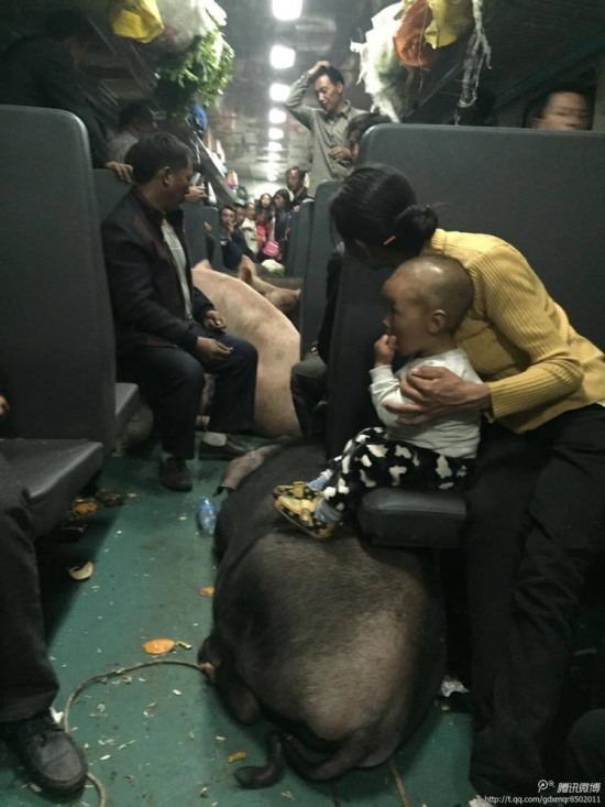 二師兄坐火車真相是彝族鄉親把豬趕到縣城去賣