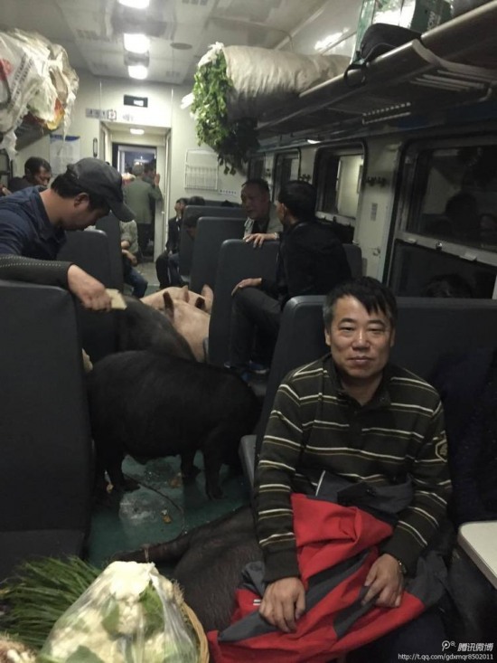 二師兄坐火車真相是彝族鄉親把豬趕到縣城去賣