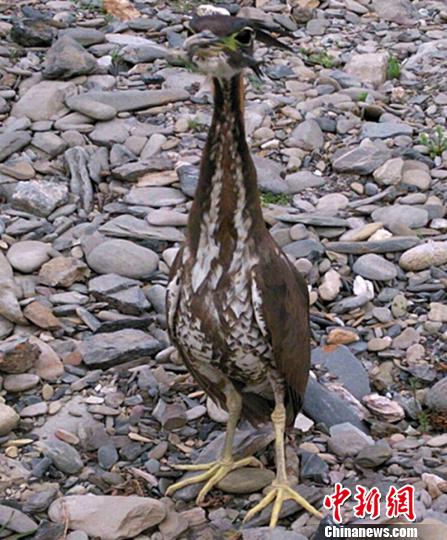 四川現最神秘鳥海南虎斑鳽