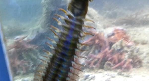 魚缸藏近1米大蟲