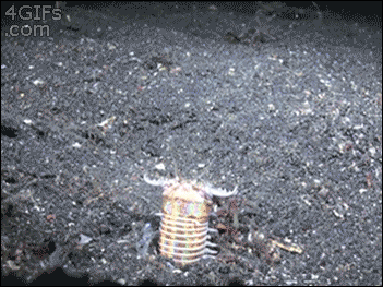 魚缸藏近1米大蟲