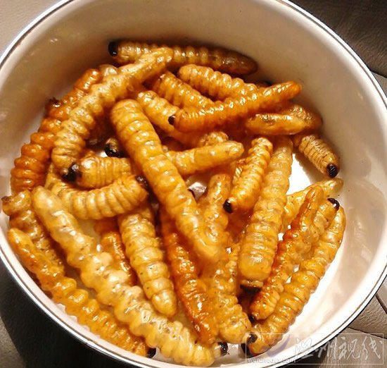 斗米蟲