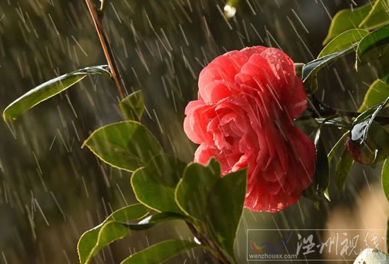 今天溫州天氣雨止轉(zhuǎn)陰天