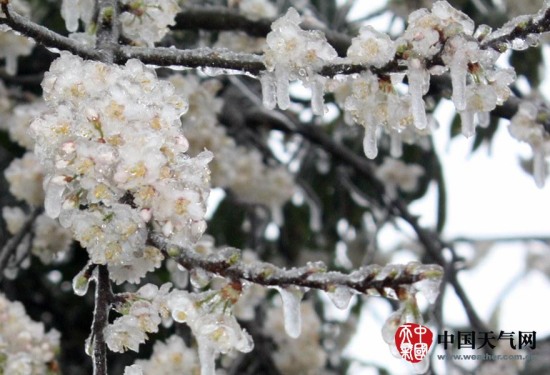 廣西寒潮影響 三月雨雪冰掛