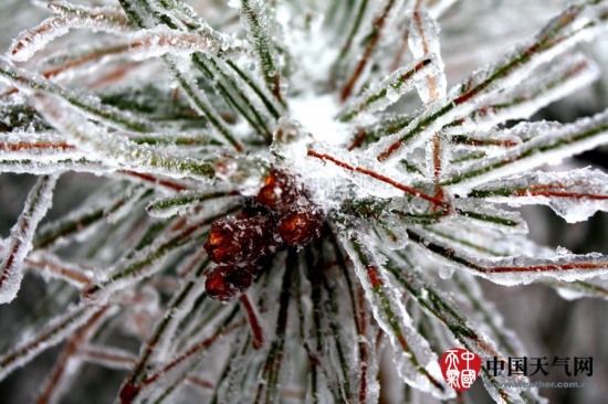 廣西寒潮影響 三月雨雪冰掛