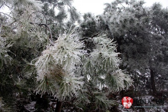 廣西寒潮影響 三月雨雪冰掛