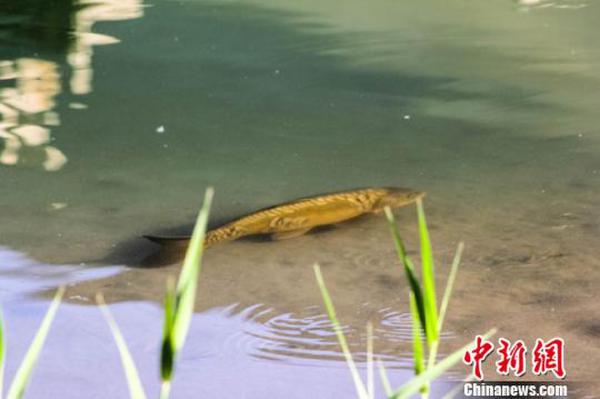 敦煌月牙泉再現罕見鐵背魚