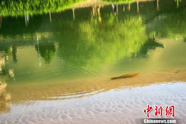 月牙泉再現鐵背魚