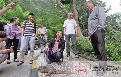 小區竄出穿山甲