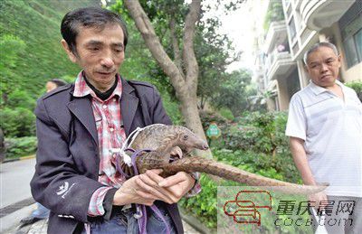 小區竄出穿山甲