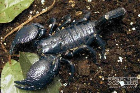 揭秘全球十大最毒動物 人類碰之斃命