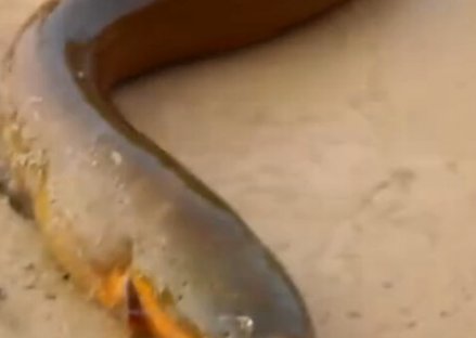 河里釣黃鱔