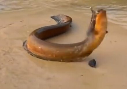 河里釣黃鱔