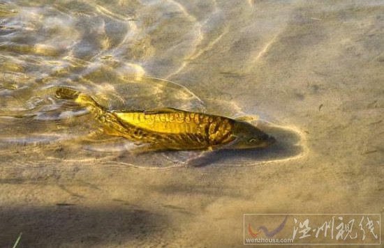 月牙泉鐵背魚