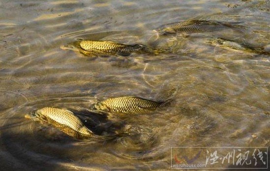 月牙泉鐵背魚