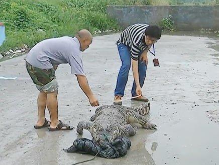 浙江路邊現食人鱷