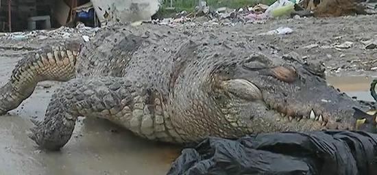 浙江路邊現食人鱷