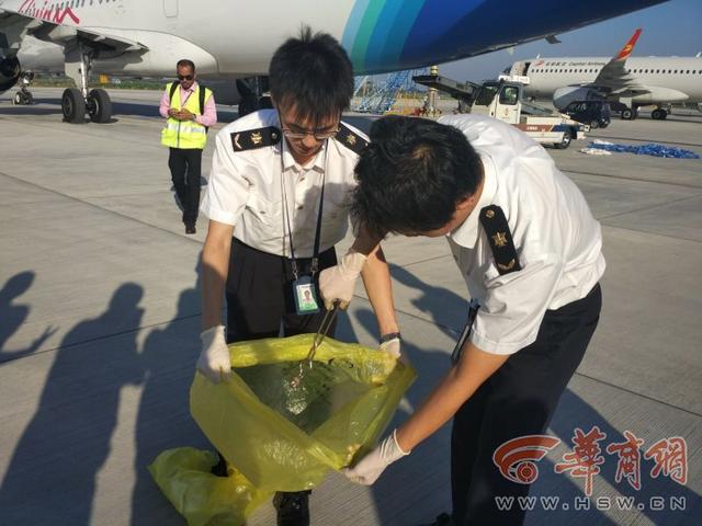 航班上發現活體蛇