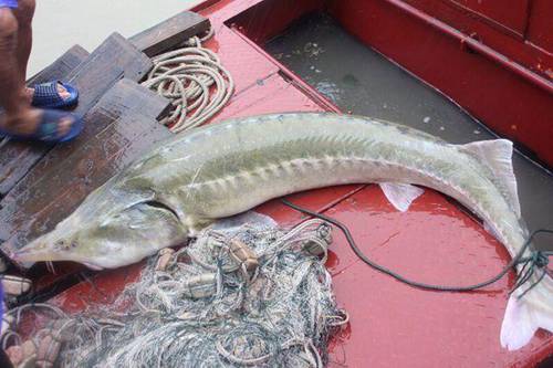 長江現兇猛食肉魚鱘鰉魚